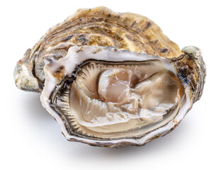 Opened oyster and closed raw oysters isolated on white background. Delicacy food. Clipping path. © volff