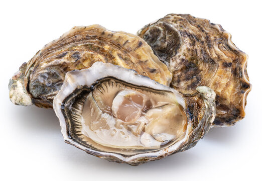 Opened oyster and closed raw oysters isolated on white background. Delicacy food. Clipping path.