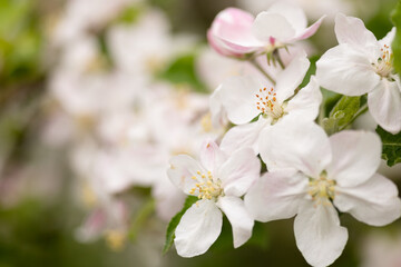 Fototapeta premium Apple flowers on branch in spring season agriculture and orchard background