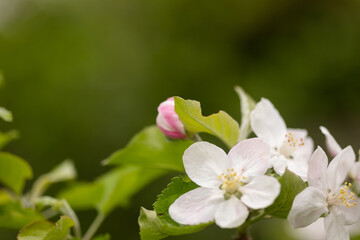 Obraz premium Soft focus apple blossom in garden natural floral background with copy space