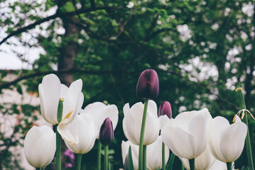 Beautiful fresh white and dark purple tulip flowers in full bloom in the meadow. Natural floral spring background.