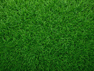 Vibrant Green Grass Field Perfect for Sports or Nature Backgrounds