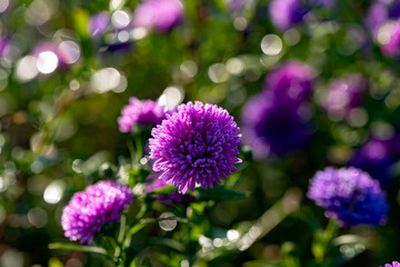 Obraz premium Asteraceae Aster perennial herbaceous plants