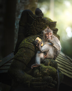 View of a monkey perched on a moss-covered stone statue eating a banana, bathed in dappled sunlight filtering through the lush foliage, Ubud, Bali, Indonesia.