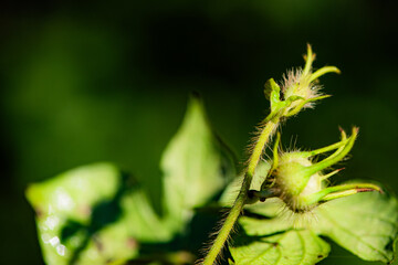 Fototapeta premium Capturing dandelion seeds against a black background in the wild