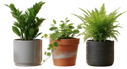 Three potted plants with different pots and foliage isolated on transparent background