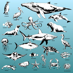 Diverse Marine Life Collection Illustrated in Detail