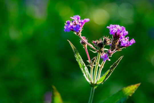 Wild verbena captured in the wilderness, a pure natural scene