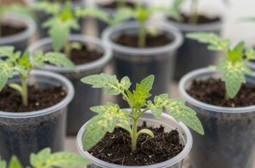 Tomato Seedlings Growing in Plastic Pots, Preparing for Transplanting, Horticulture and Agriculture Concept
