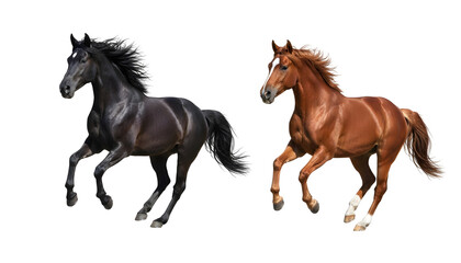 Obraz premium Two galloping horses, one black and one chestnut brown, captured in mid-stride with flowing manes and tails, isolated on a clean white background.