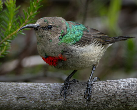 Colorful southern double collared sunbird resting on a thin branch surrounded by lush green leaves. The bird displays iridescent green head plumage and a vivid red chest band, creating strong contrast