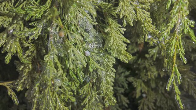 Close-up, Icy twigs on Cypress sparkle in bright sunlight. Transition from fall to winter concept. Natural winter scene juniper with evergreen leaves covered in thin layer of ice and brilliants in sun