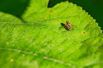 The bean leaves and chrysanthemums attract Syrphidae, which belong to the family Syrphidae of the Diptera order