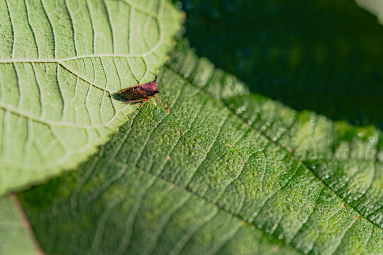 The cicada perched on the plant leaves
