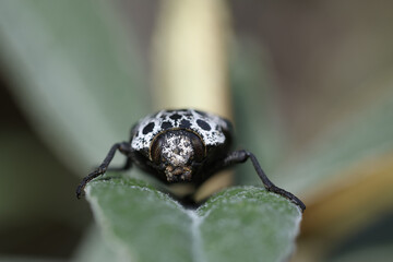 Black and White Spotted Oxythyrea Funesta Beetle on Green Leaf: Close-up of a Phytophagous Scarab Beetle Resting on Plant Foliage in the Garden	
