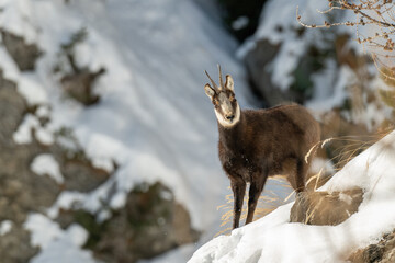 Italian Alpine chamois (buck, Rupicapra rupicapra) standing at the edge of a snowy ravine against steep winter slopes background, Alps Mountains. 