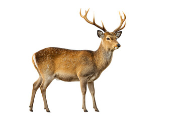 Obraz premium Majestic stag standing in profile isolated on transparent background