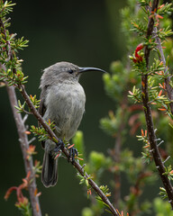 Female sunbird resting on a thin branch surrounded by fynbos vegetation and small green leaves. The bird displays soft grey plumage and a slender curved bill, captured in sharp profile against a dark