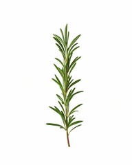 Obraz premium A sprig of fresh Rosemary. This image showcases a detailed view of a Rosemary sprig, with its vibrant green needles. The sprig stands out, appearing crisp and fresh.