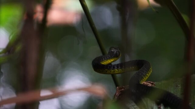 Common tree snake (Dendrelaphis punctulatus), also known as the green tree snake or Australian tree snake. Daintree forest, Queensland, Australia.