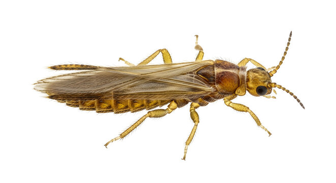 Stonefly insect isolated on white background, macro view of a brown plecoptera bug, detailed aquatic insect specimen for biology and nature study