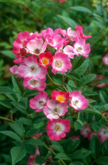 Fototapeta premium Rose 'Mozart'