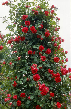 Rose 'Danse des Sylphes'