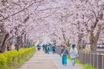 【日本さくら名所100選】名古屋市、山崎川四季の道の満開の桜