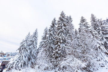 Fototapeta premium Winter's quiet majesty: Towering snow-draped pines in a frozen forest