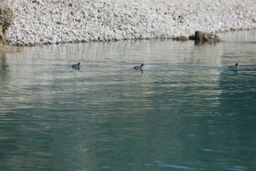 Eurasian Coots Swimming in Calm Turquoise Lake Water: Three Fulica Atra Birds Gliding Near a White Pebble Shore in a Serene Natural Environment
