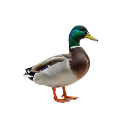 Obraz premium Male Mallard Duck isolated On Transparent Background