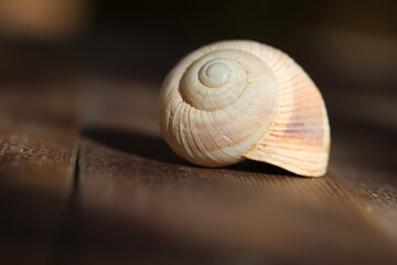 close up of a snail's spiral shell structure	
