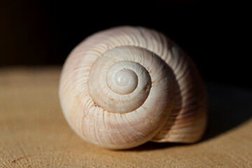 close up of a snail's spiral shell structure	
