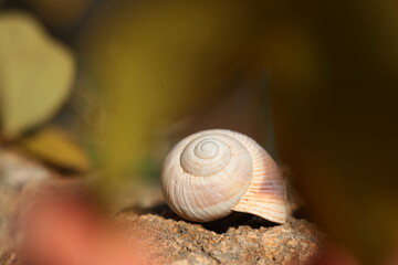 close up of a snail's spiral shell structure