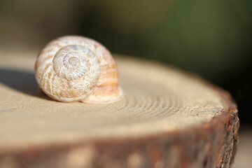 Single Spiral Snail Shell Resting on Natural Wood Surface: Close-up Macro of an Empty Gastropod Shell on a Tree Trunk Slice in Soft Sunlight