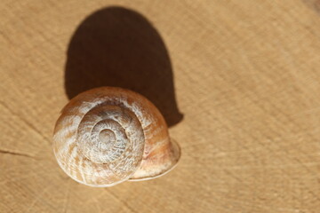 close up of a snail's spiral shell structure	