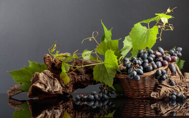 Obraz premium Blue grapes and vine branches on a black reflective background.