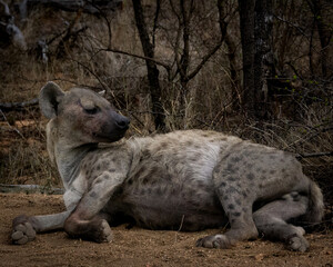 Obraz premium A spotted hyena stands watchfully in the open grassland, its muscular build and distinctive fur pattern clearly visible. This striking wildlife image is ideal for use in documentaries, educational