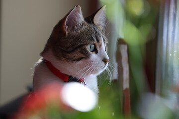 Curious Tabby Cat Peeking Behind Indoor Plants: Close-up of a Domestic Shorthair Cat with Green Eyes Looking at Camera in a Cozy Home Environment
