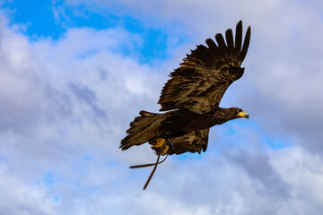 Bald eagle (Haliaeetus leuocephalus) young, flying under a blue sky