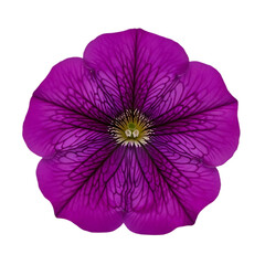 Vibrant Purple Petunia Flower with Intricate Veining Isolated on a transparent Background