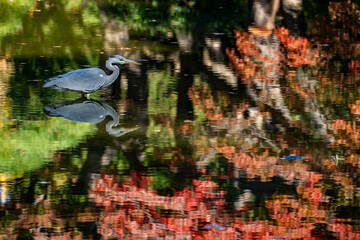 great blue heron in autumn