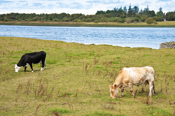 IRELAND - GROUP OF COWS GRAZING AND RESTING IN A GREEN PASTURE surrounded by lush trees with a lake in the background in the Irish countryside on a summer day