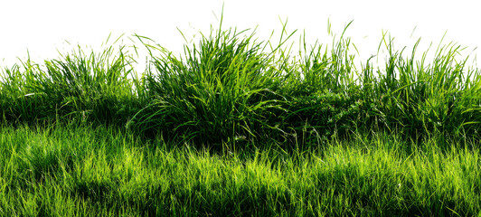 Fototapeta premium Lush Greenery Under City Silhouette: Nature Meets Urban Landscape