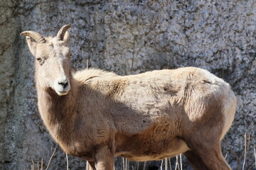 オオツノヒツジ