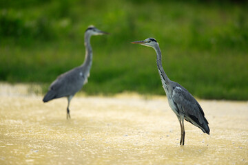Fototapeta premium Grey Herons in the lagoon area