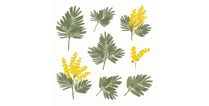Isolated Silver Wattle Mimosa branches and yellow flowers flat vector elements set