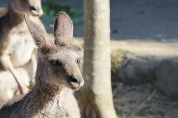 Obraz premium カンガルー