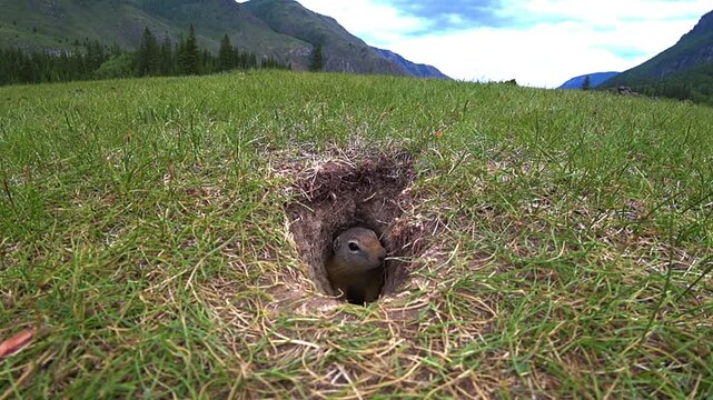 A gopher (imurang) is sitting in a burrow in a meadow near the Chuysky Highway in Gorny Altai. Gophers in Altai. Close-up of gophers against the background of mountains and small animals. 4K