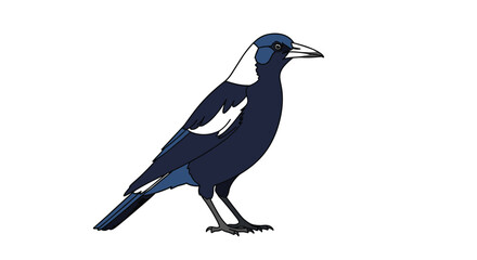 Fototapeta premium Detailed illustration of an Australian magpie standing on a white background showing its distinctive black and white plumage and sharp beak.